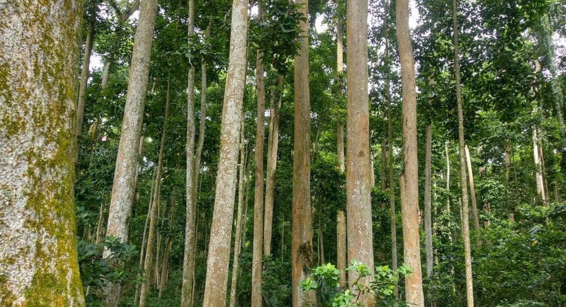 Sangeh Monket Forest