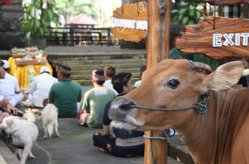  Satwa di Bali Safari Park Diupacarai Saat “Tumpek Kandang”