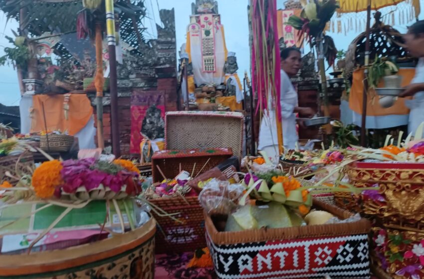  Umat Hindu di Bali Mengungkapkan Kasih Sayang Terhadap Tumbuh-tumbuhan dengan Upacara Tumpek Bubuh