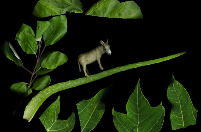  Mendokumentasikan Tanaman Obat Tradisional di Desa Guwang dengan Metoda Scanografi