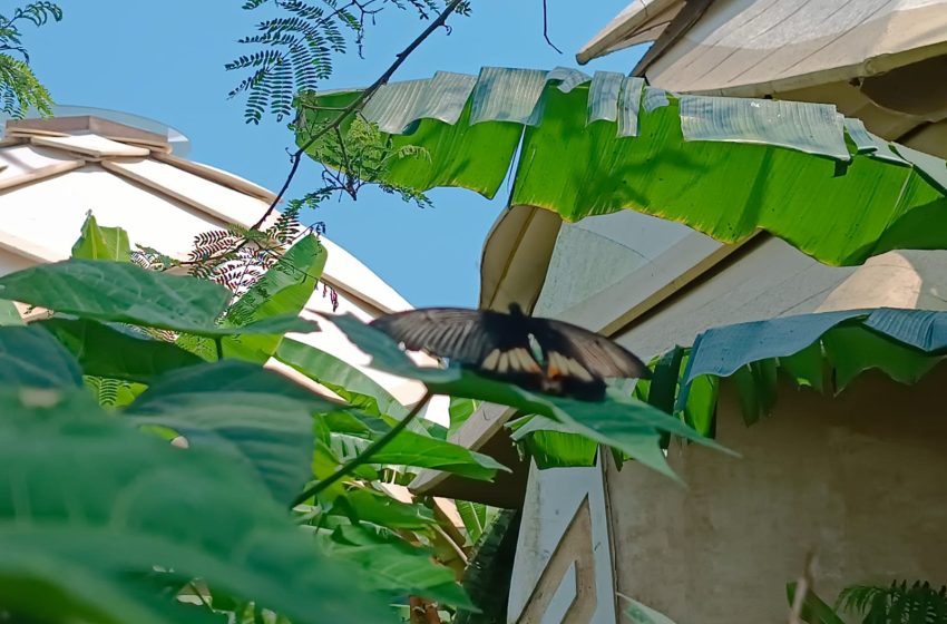  Nuanu Creative City Melepaskan 5,000 Ekor Kupu-kupu ke Alamnya