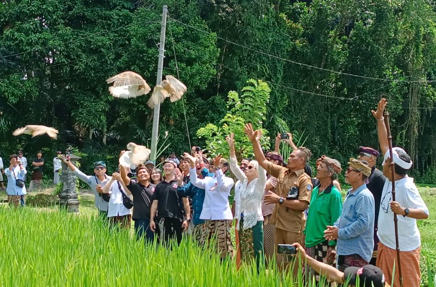  Bantu Petani Kendalikan Hama Tikus, Bambu Indah Lepas Burung Hantu di Desa Bongkasa